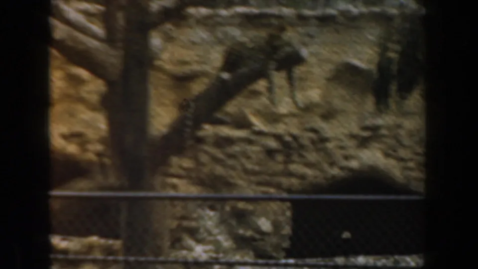 1961 Burbank 8mm frame with a dark cat-like animal shape near a tree trunk inside a rocky fenced enclosure.