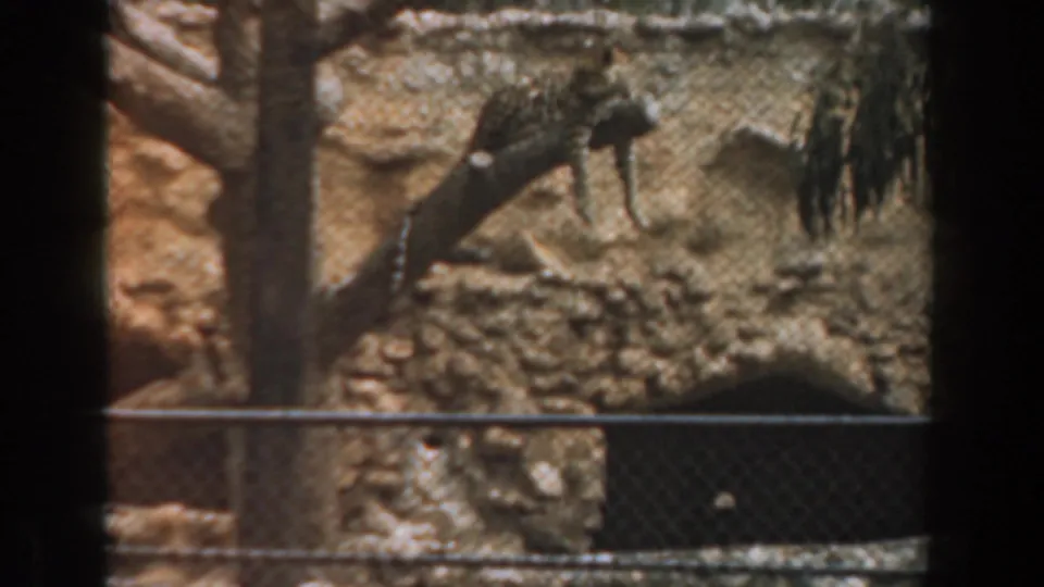 1961 Burbank frame showing a dark cat-like animal near a slanted tree trunk in a rocky fenced habitat.