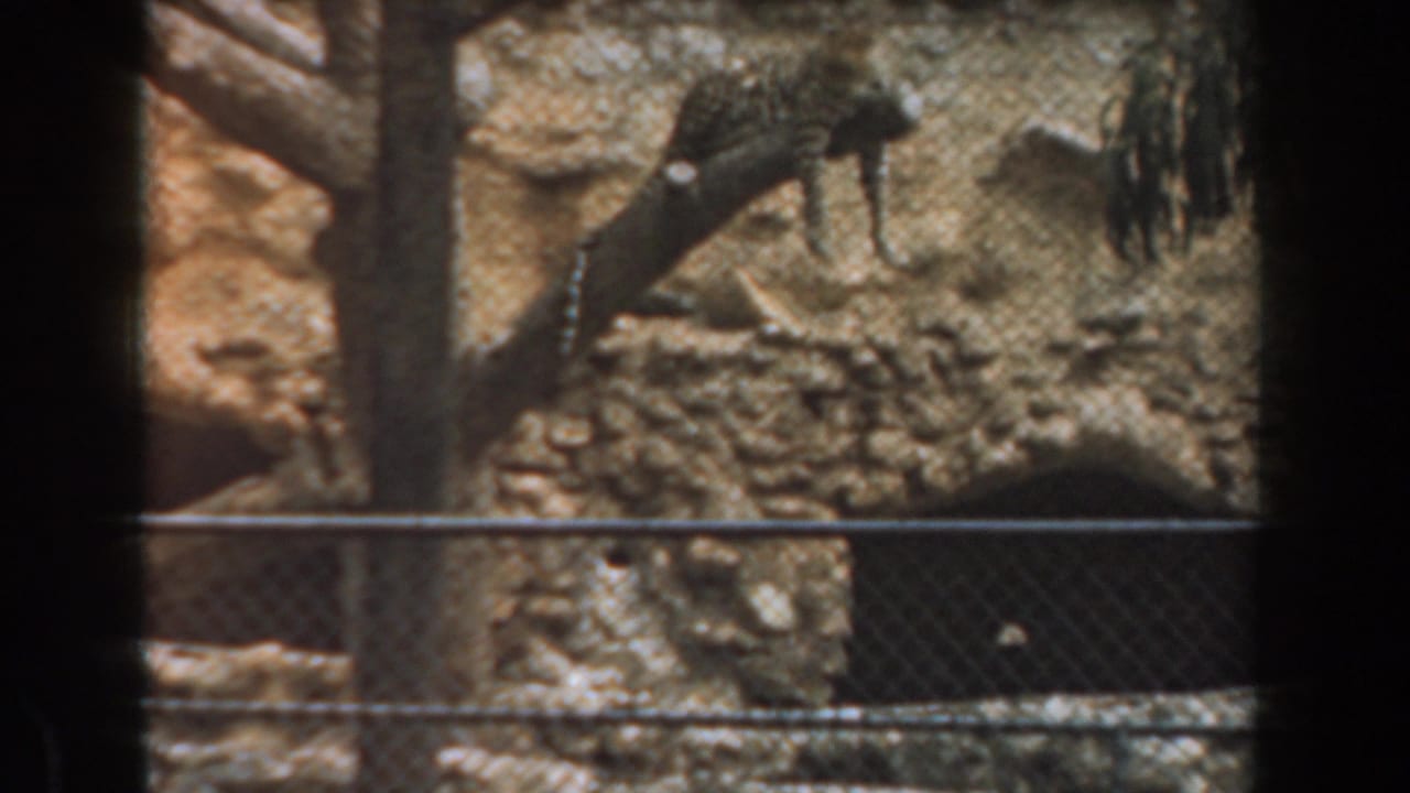 1961 Burbank zoo footage appears to show a spotted big cat on a log behind fencing, with rocks, dirt, and dark film borders visible.