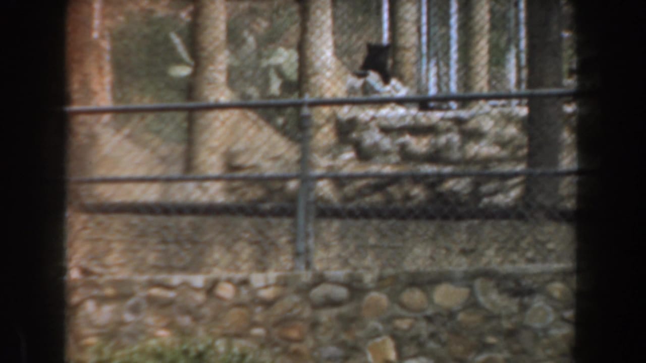 Dark bear-like animal near trees and fencing inside a rocky enclosure.