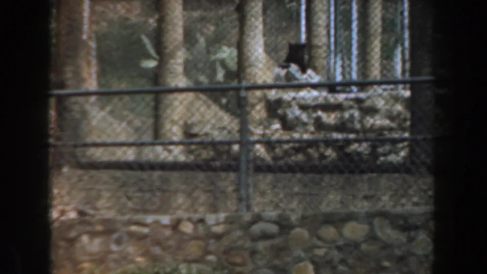 The 1961 Burbank home-movie frame looks through fencing toward a rocky zoo habitat with trees, stonework, and dark vertical film borders.