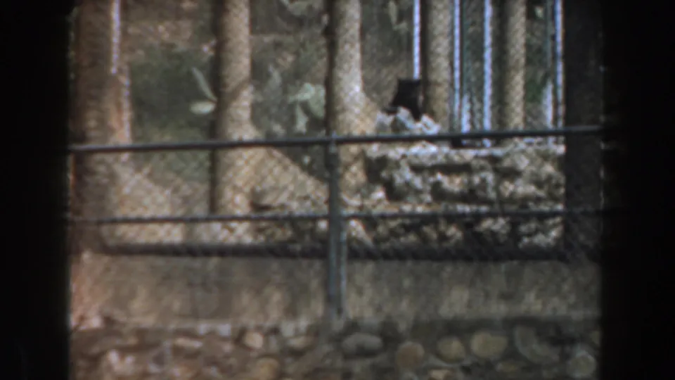 A late frame from the 1961 Burbank zoo clip shows chain-link fencing, trees, stonework, and a rocky enclosure surface through soft 8mm color.