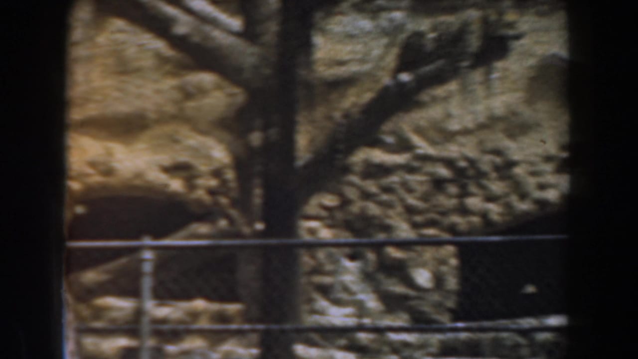 A cheetah rests along a tree branch inside a rocky Burbank zoo enclosure, viewed through fencing in 1961 home-movie footage.