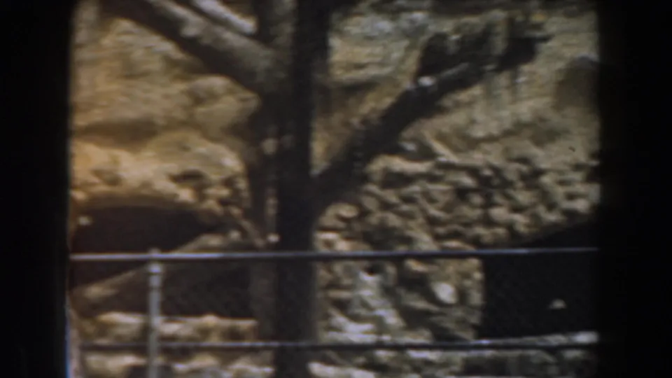 A cheetah rests along a tree branch inside a rocky Burbank zoo enclosure, viewed through fencing in 1961 home-movie footage.