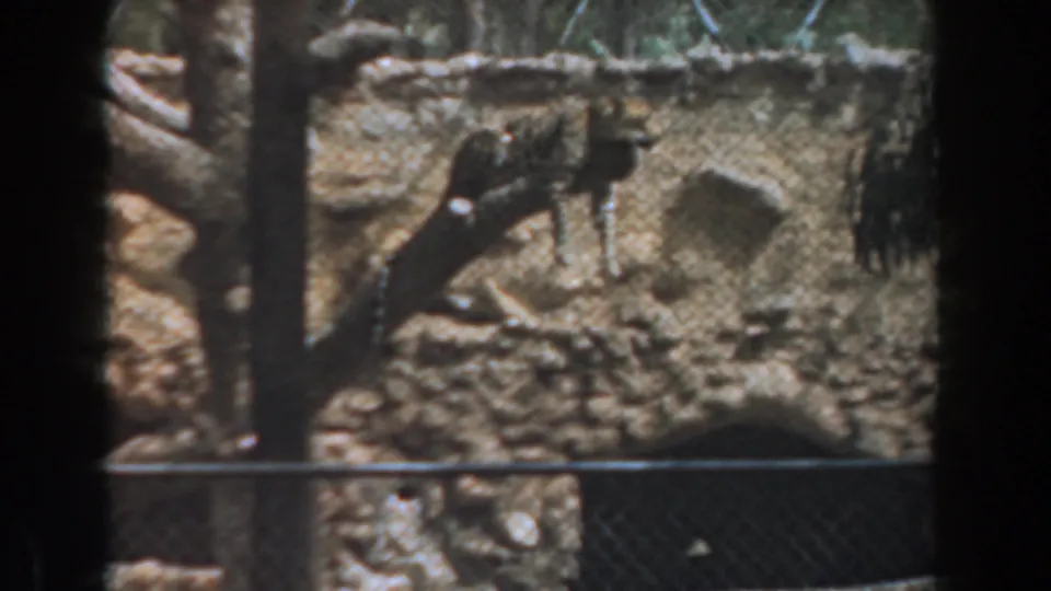 The cheetah remains stretched on a branch behind chain-link fencing, with rocks, dirt, and tree trunks visible in the Burbank zoo enclosure.