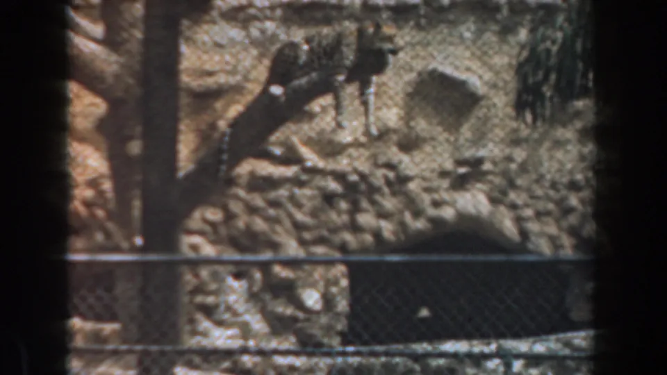 The final frame shows the cheetah still on the branch, framed by chain-link fence, metal rails, rocks, and trees in the 1961 Burbank zoo footage.