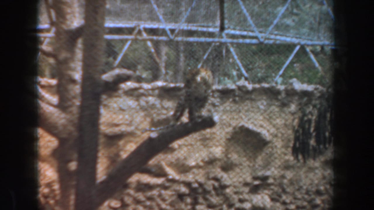 In 1961 Burbank zoo footage, a spotted jaguar stands on a log with chain-link fencing and rocky terrain behind it.