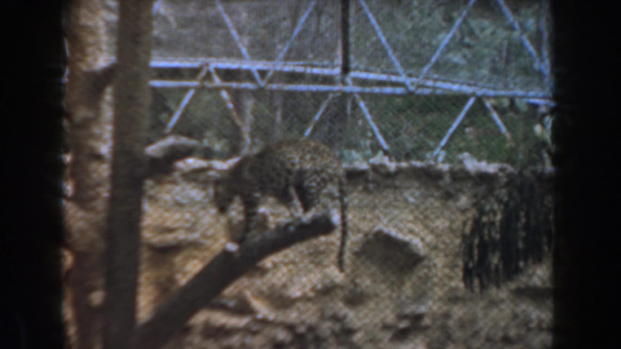 The jaguar moves along a raised log in the Burbank zoo enclosure, with fencing and constructed rocks visible behind it.
