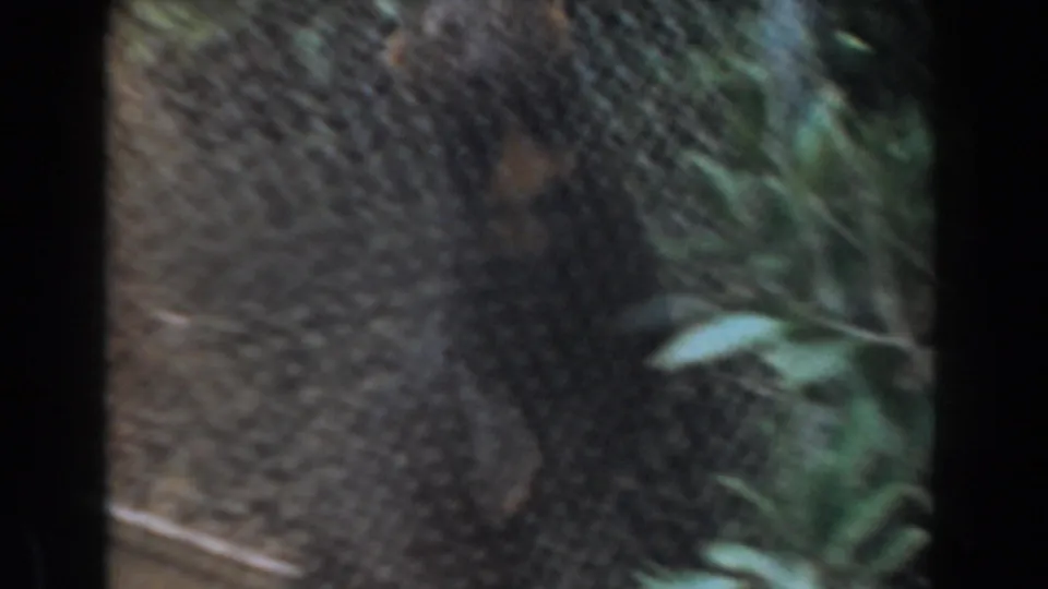 The jaguar appears partly obscured beside chain-link fencing and green plants within the 1961 Burbank zoo enclosure.