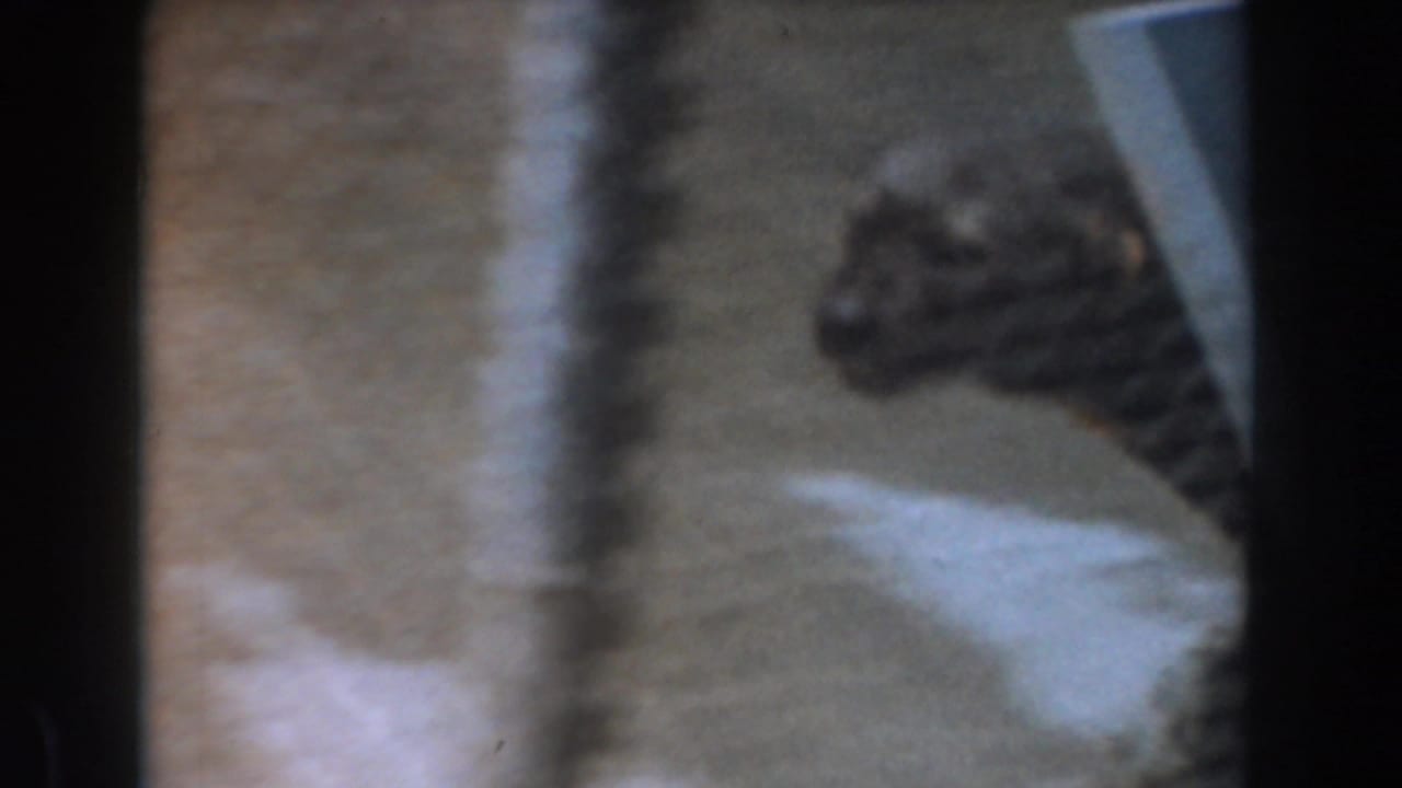 A small dog appears in soft focus behind dark doorway or railing shapes in 1961 Burbank home-movie footage.