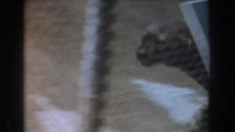 A small dog appears in soft focus behind dark doorway or railing shapes in 1961 Burbank home-movie footage.