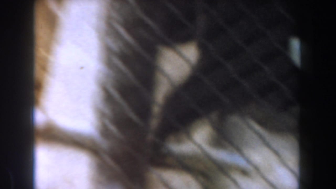A dark, soft-focused animal form is seen near a pale surface with diagonal shadow lines in the home-movie frame.