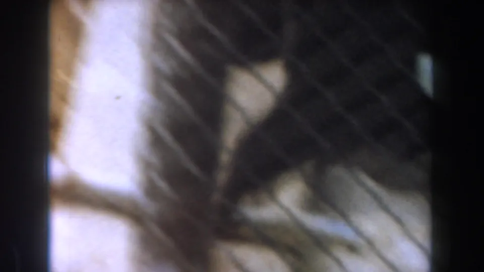 A dark, soft-focused animal form is seen near a pale surface with diagonal shadow lines in the home-movie frame.