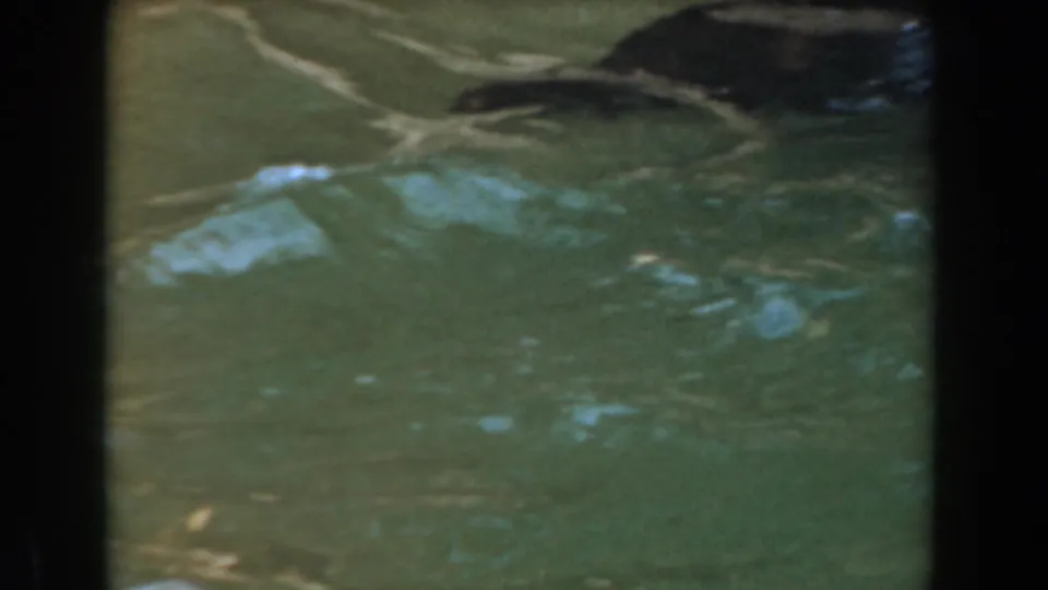 Green-blue pool water fills the frame as a dark animal shape appears near the pool edge in the 1961 home-movie scene.