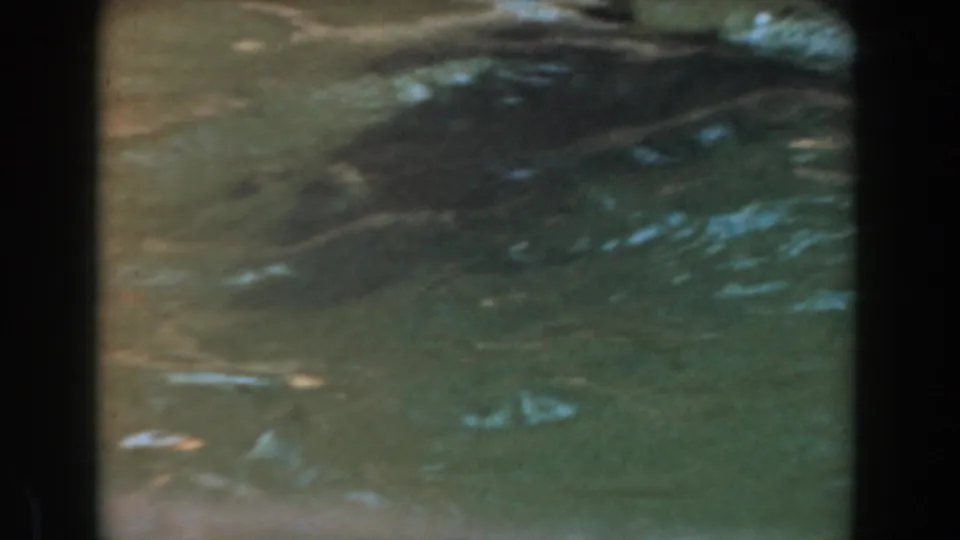 Burbank 1961 8mm frame showing rippled green zoo pool water before the seal enters view.