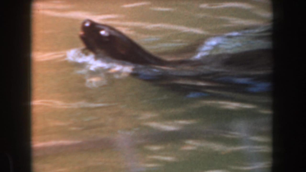 Dark seal head breaks the surface while swimming through green water.