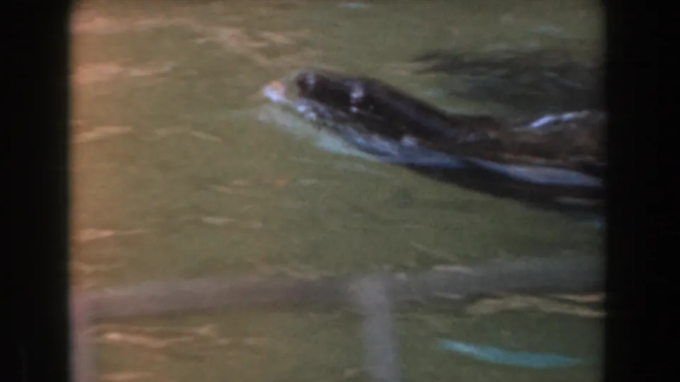 The seal glides through the zoo pool, its head and back visible in faded 8mm color.