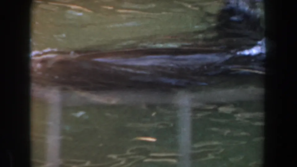 A close pass of the seal shows its dark body just below the rippled surface in the Burbank zoo pool.