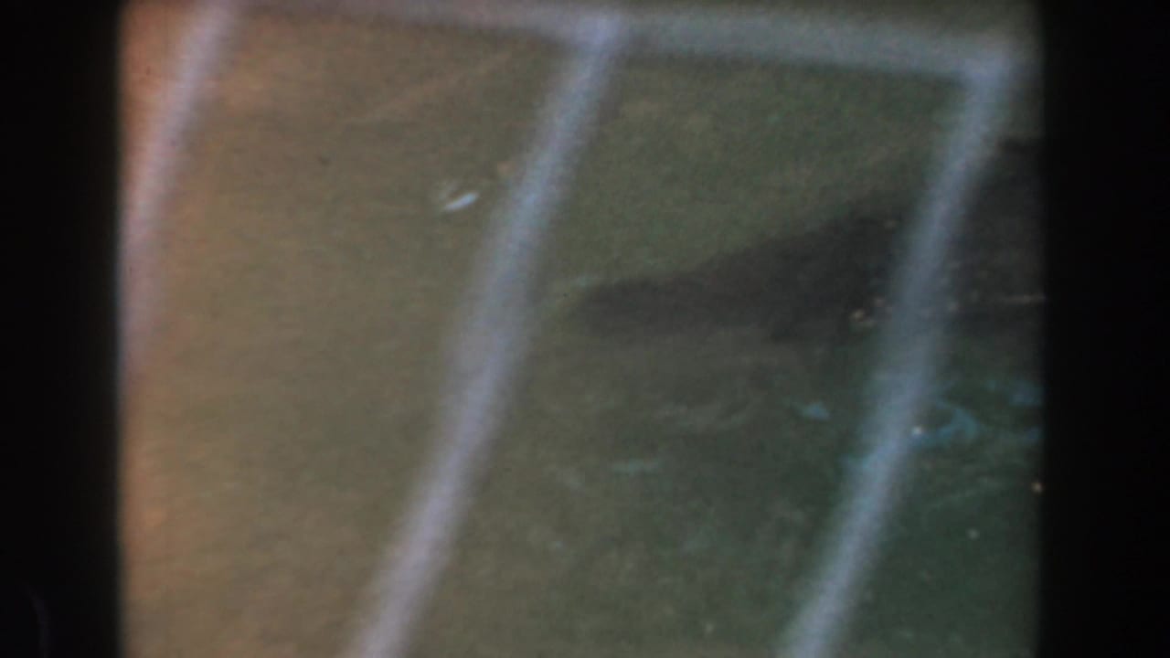 Low-light 8mm frame from the Burbank zoo clip showing glass-like reflections and dark enclosure framing.