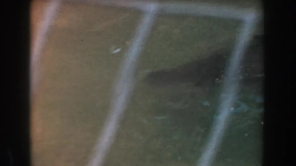 Low-light 8mm frame from the Burbank zoo clip showing glass-like reflections and dark enclosure framing.