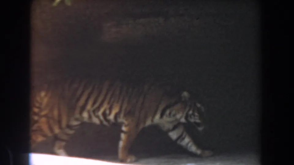 1961 Burbank zoo home-movie frame showing a tiger in profile walking across a dark enclosure floor.