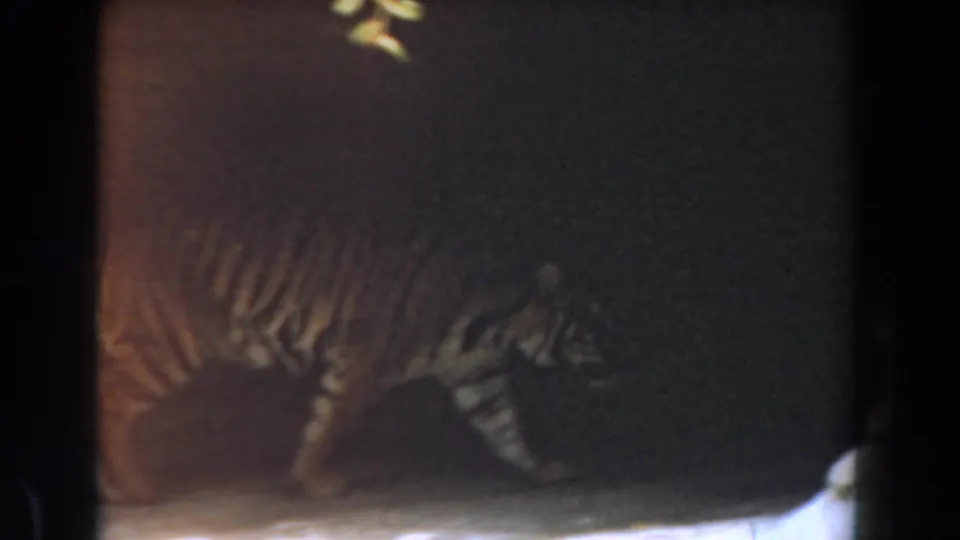 Late frame of the 1961 Burbank clip showing the tiger continuing through the shadowed zoo enclosure.