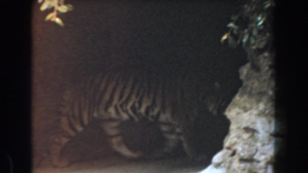 A tiger is partly obscured in a dim 1961 Burbank zoo enclosure with artificial rock walls and dark film edges.