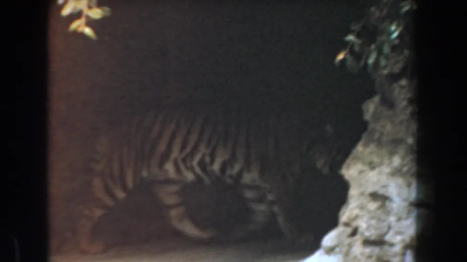 A tiger is partly obscured in a dim 1961 Burbank zoo enclosure with artificial rock walls and dark film edges.
