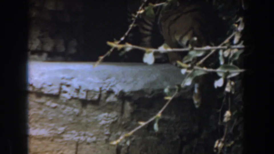 The camera holds on a cave-like zoo habitat in Burbank, California, with a concrete ledge, rock wall, and sparse branches.
