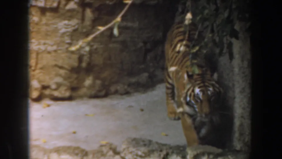 A striped tiger stands near a tree trunk or post in the 1961 Burbank zoo enclosure, filmed in grainy low light.