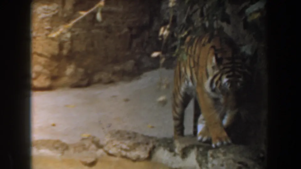 A tiger pauses near a low rock ledge in the cave-like Burbank zoo habitat, with branches and stonework around it.
