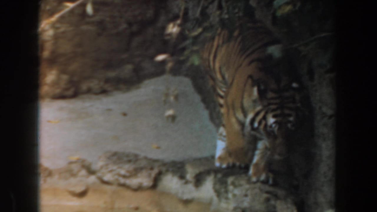 1961 Burbank home-movie frame showing a tiger partly obscured by viewing bars inside a concrete zoo-like enclosure.