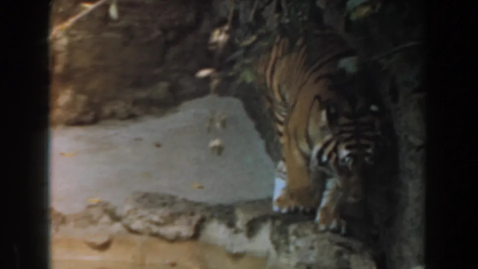 1961 Burbank home-movie frame showing a tiger partly obscured by viewing bars inside a concrete zoo-like enclosure.