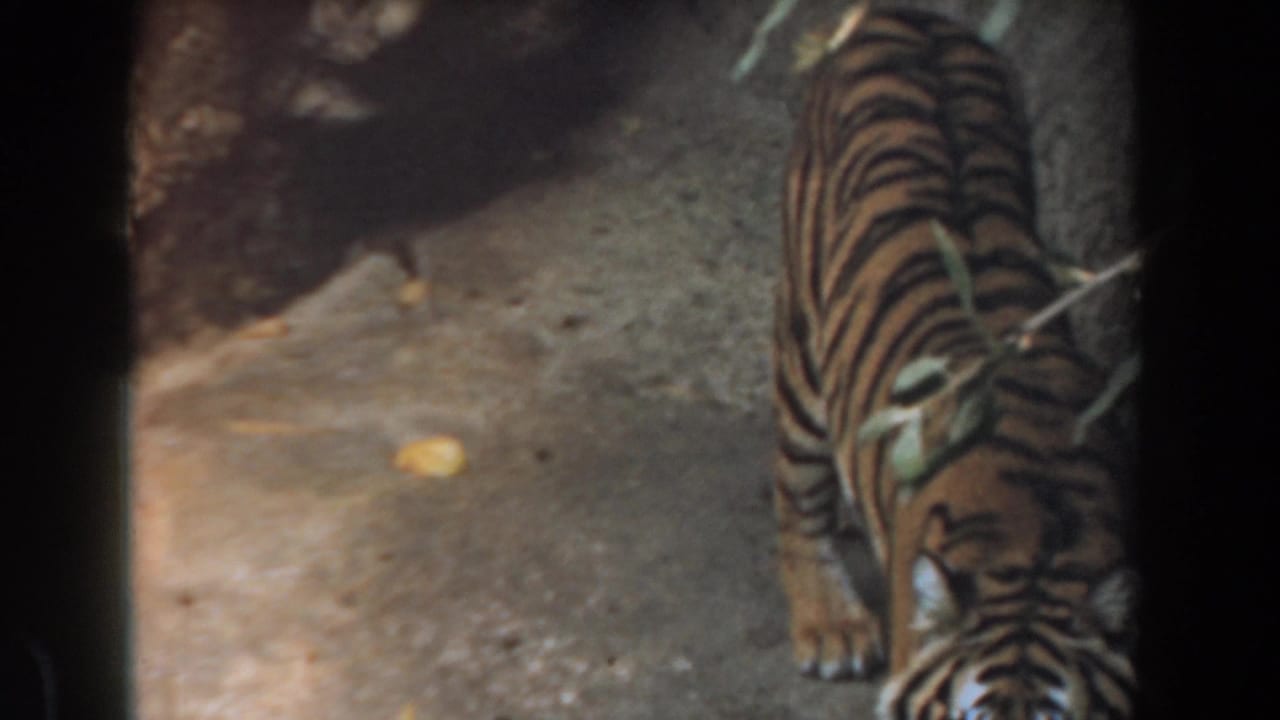Tiger walking along a concrete floor behind dark viewing bars.