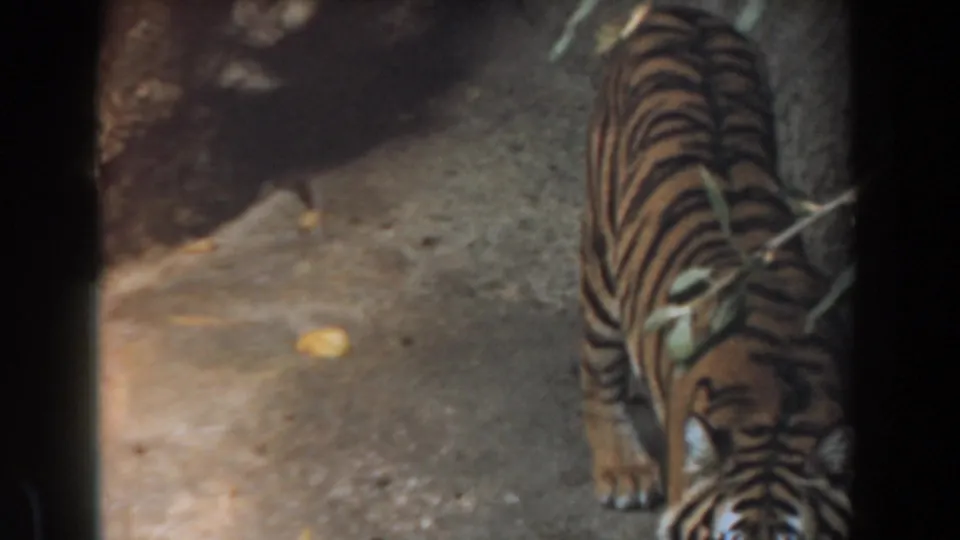 1961 Burbank frame of a tiger walking through a concrete enclosure, seen from behind dark foreground bars.