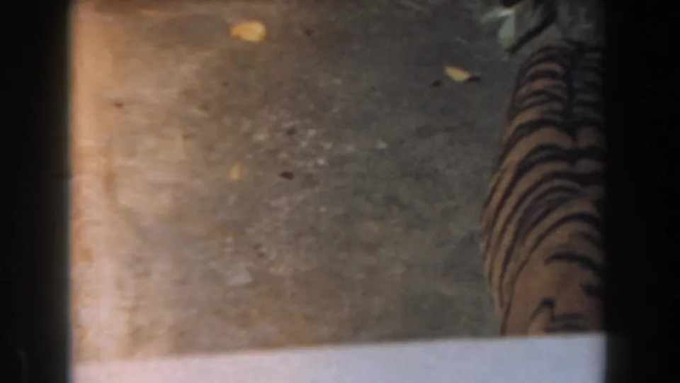 1961 Burbank home-movie frame with the tiger partly cropped and obscured as it passes behind a central bar.