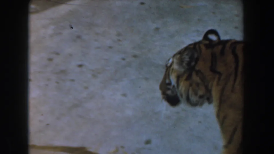 1961 Burbank frame showing the tiger near the right edge of the enclosure, with its head and striped shoulder visible.