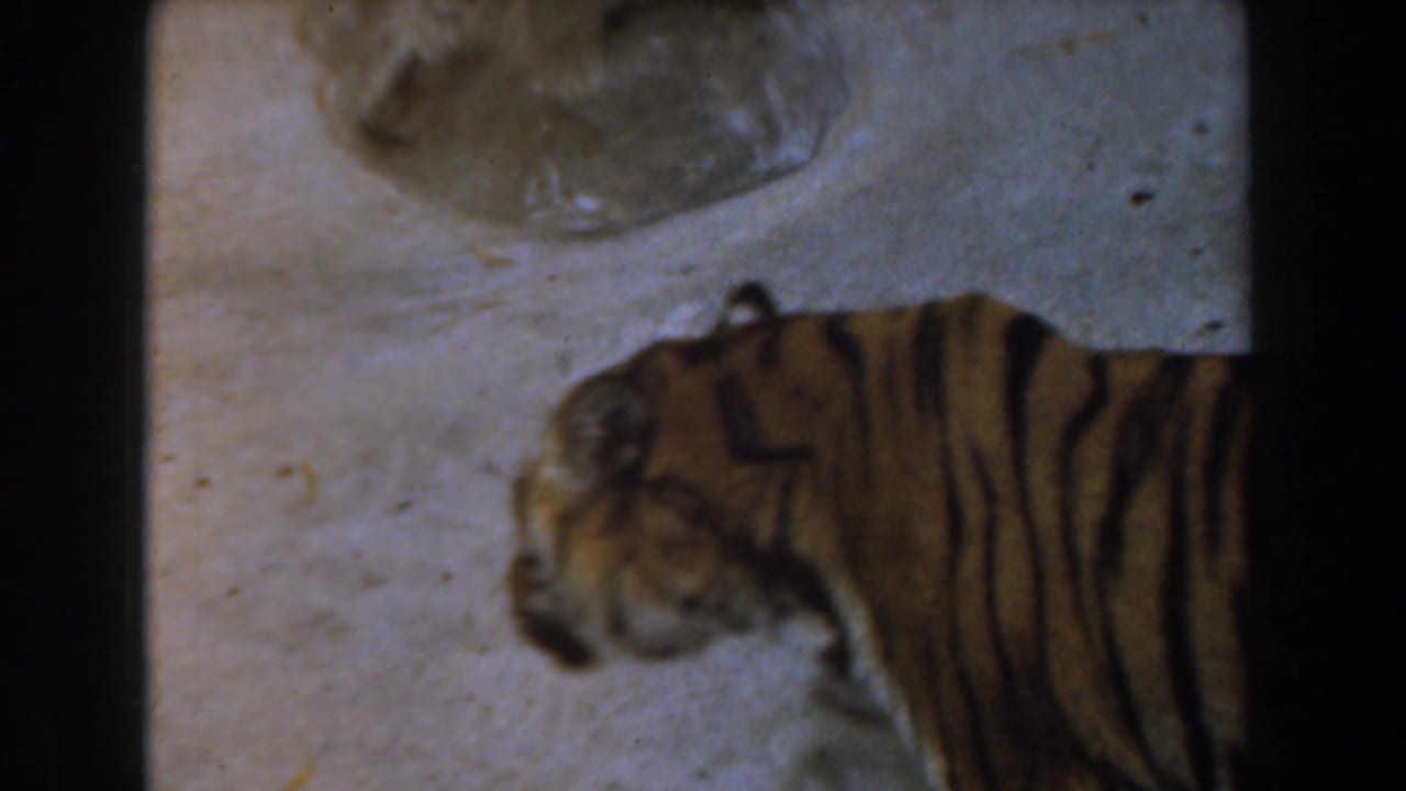 1961 Burbank 8mm frame showing a tiger partially cropped as it walks across a pale zoo enclosure floor.