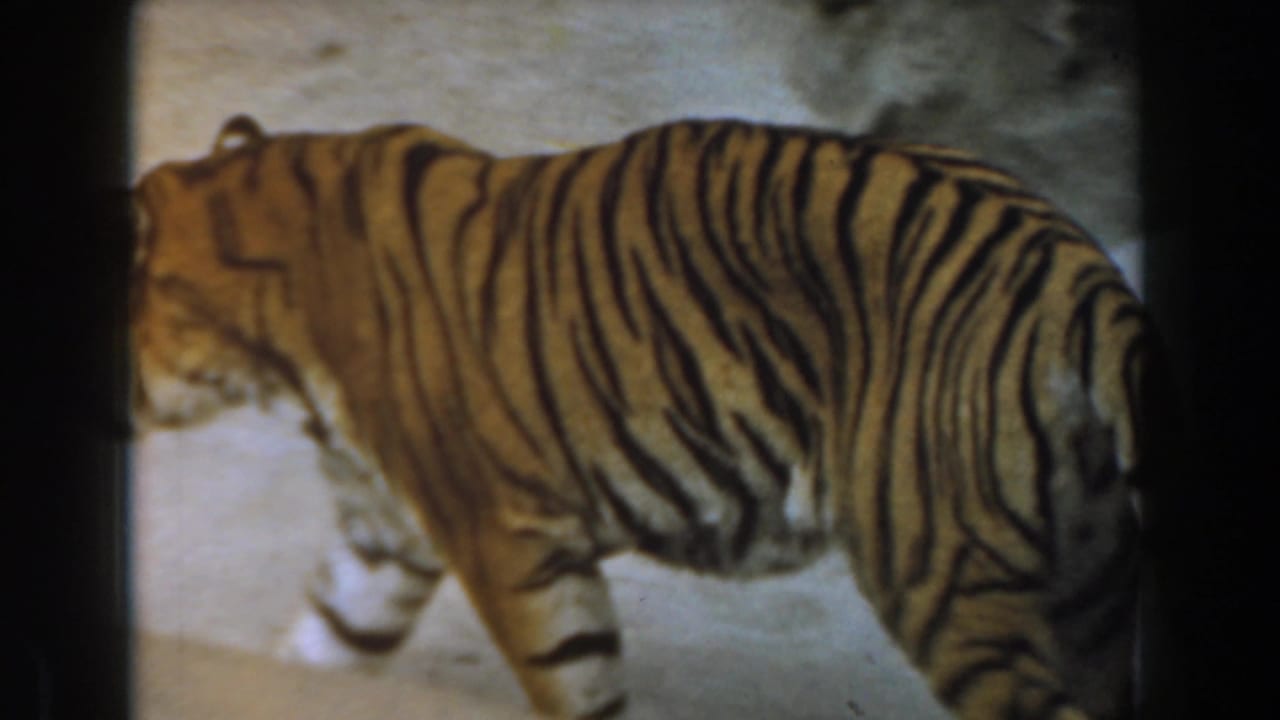 Tiger in side profile walking on pale ground with dark frame borders.