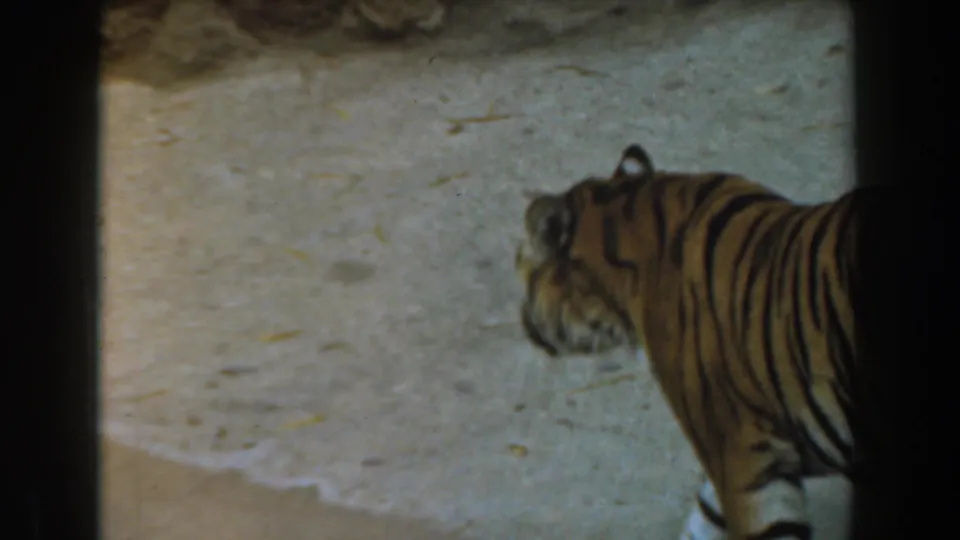 1961 Burbank 8mm frame showing the tiger from behind and side as it continues walking through the enclosure.