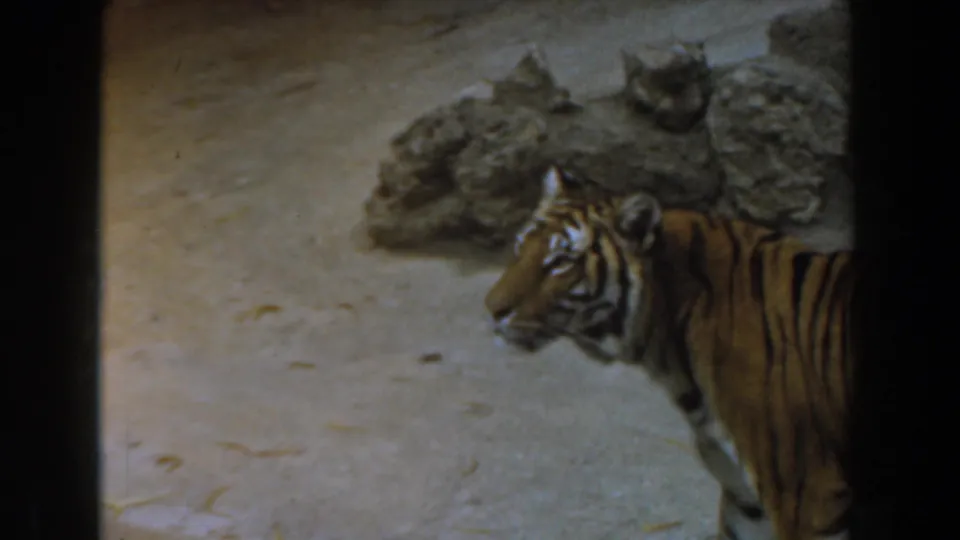 1961 Burbank 8mm frame of a tiger near grey rocks, head turned in profile within a zoo enclosure.
