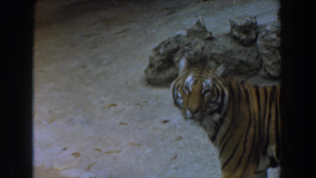 A tiger stands in a dirt enclosure near rough rock formations in 1961 Burbank home-movie footage.