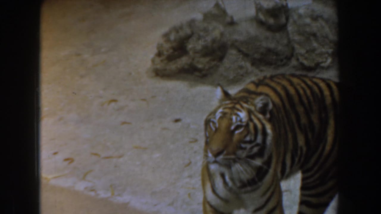 Tiger facing forward while walking beside rocks on dirt ground.