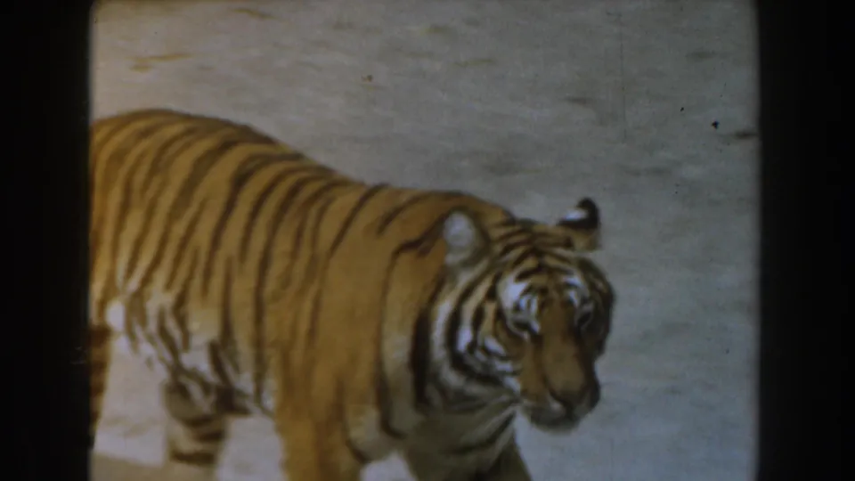 The tiger crosses the frame in soft 8mm color, its body filling much of the lower view.