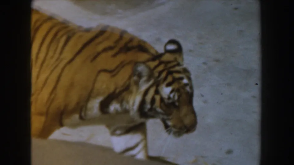 A close side view shows the tiger pacing past the camera, with stripes and head visible against pale dirt.