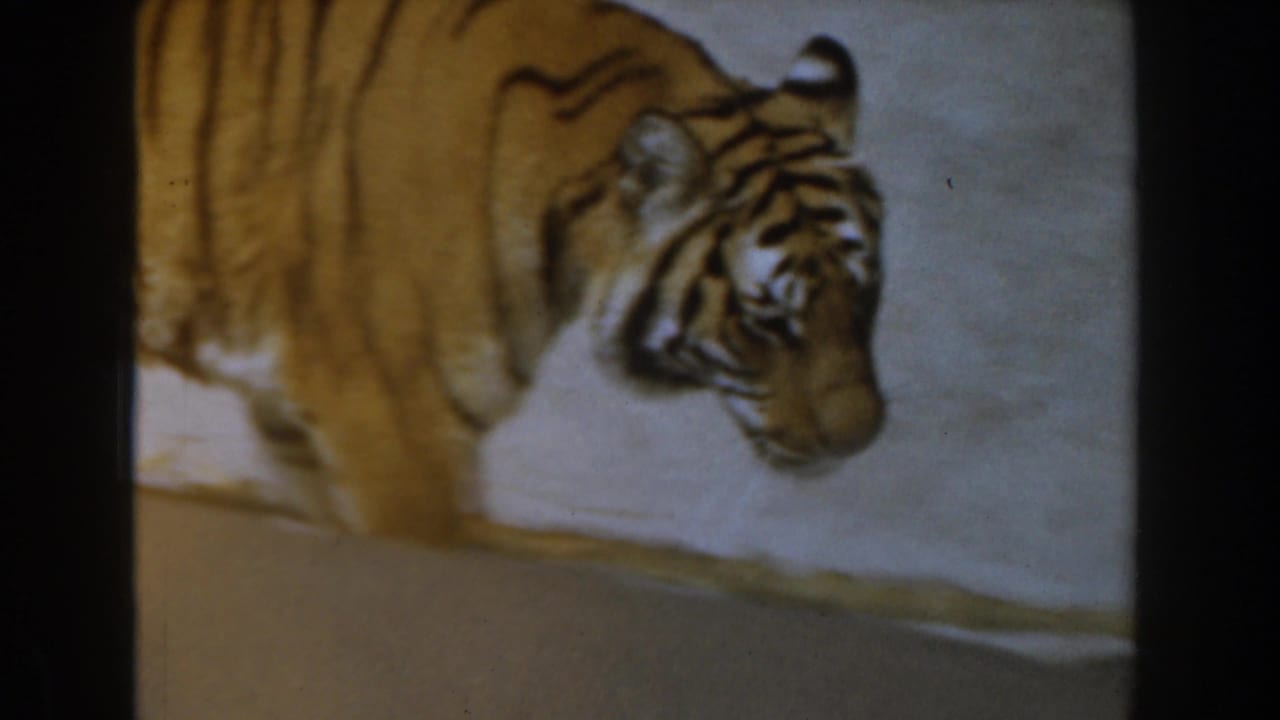 Tiger walking along a concrete zoo enclosure with dark film frame edges.