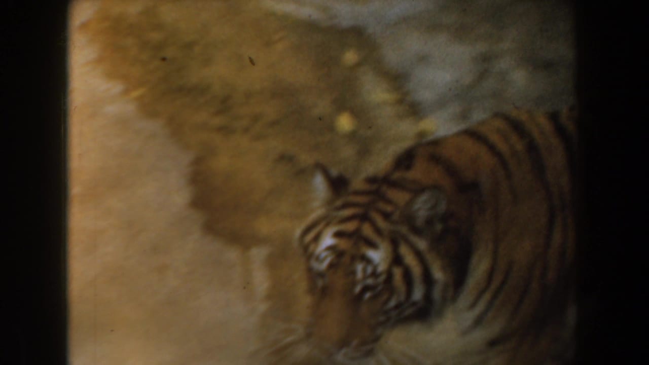 Tiger in a concrete enclosure, seen in soft 8mm color as it turns toward the camera during a zoo visit.