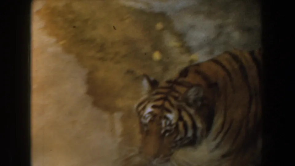 Tiger in a concrete enclosure, seen in soft 8mm color as it turns toward the camera during a zoo visit.