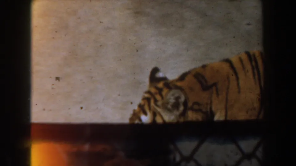 A cropped view of the tiger walking near the lower edge of the 8mm frame, with fence and concrete visible.