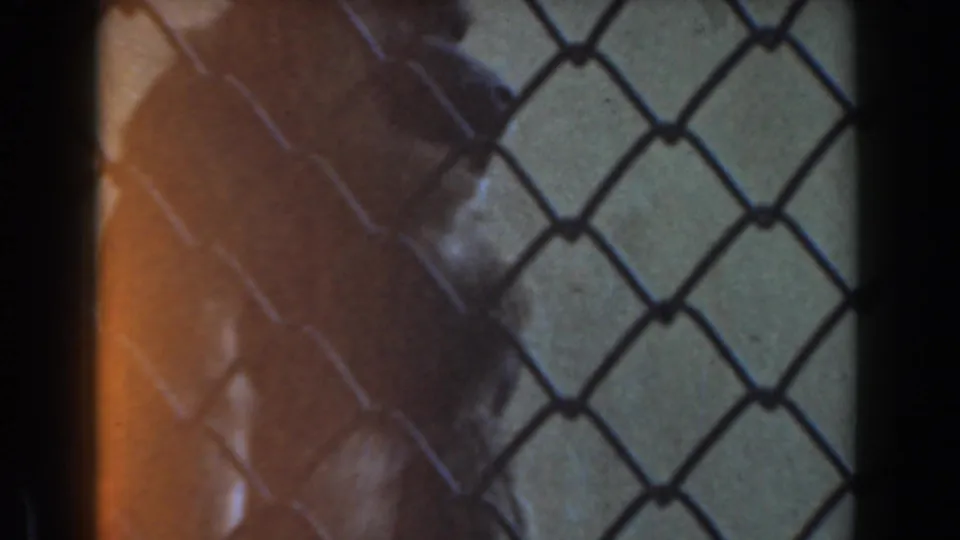 A monkey sits behind chain-link fencing in the same 1961 Burbank zoo home-movie clip.